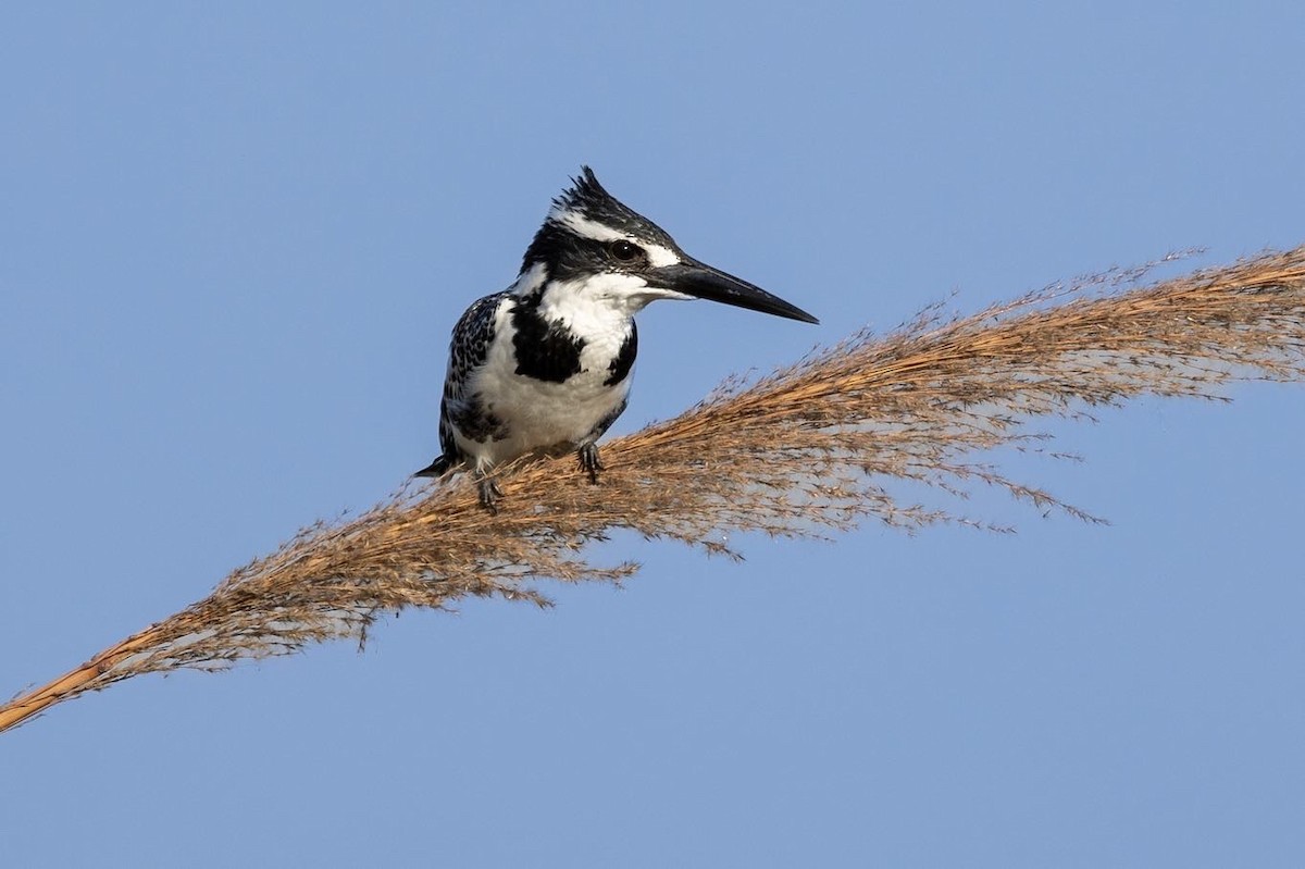 Pied Kingfisher - Virendra Goswami