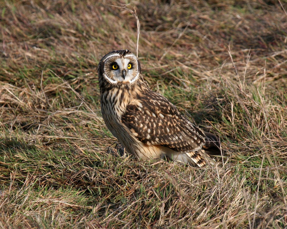 Short-eared Owl - ML524365341