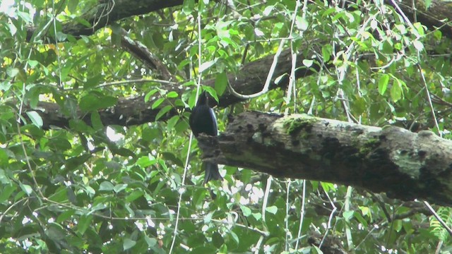 Glanzfleckdrongo - ML524365411