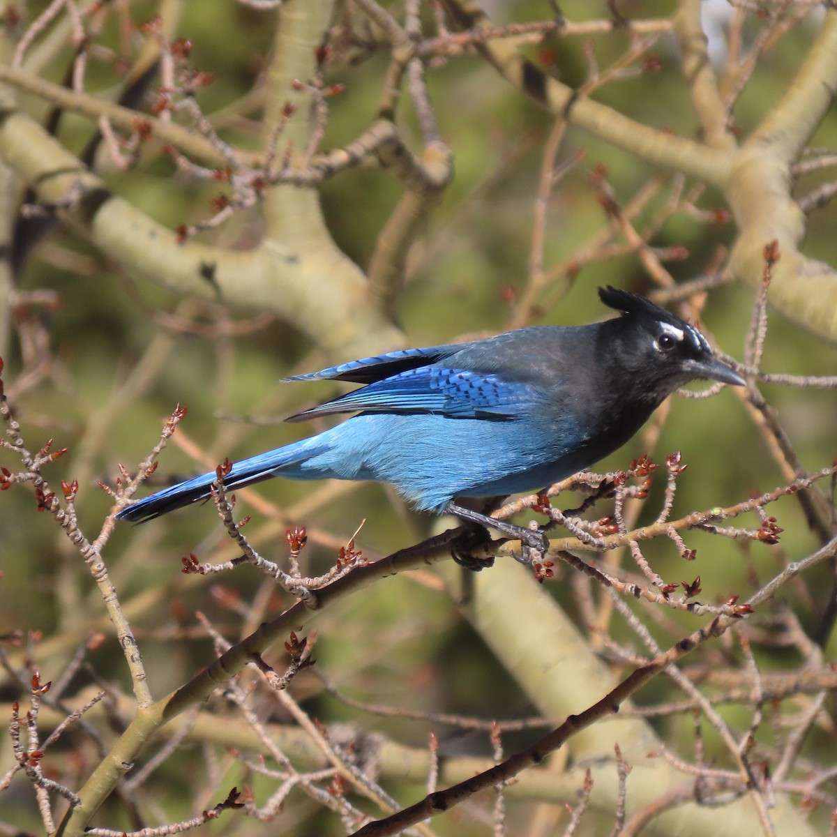 Steller's Jay - ML524365631