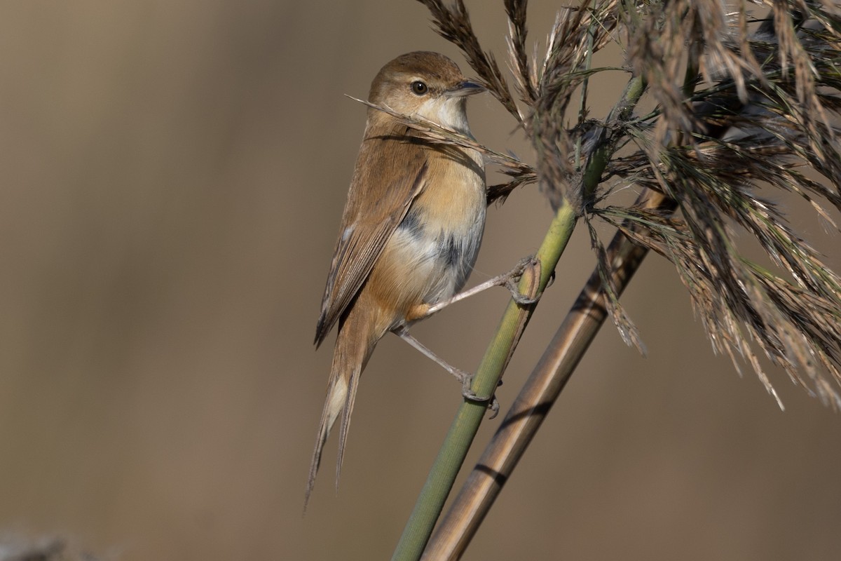 Paddyfield Warbler - ML524365771