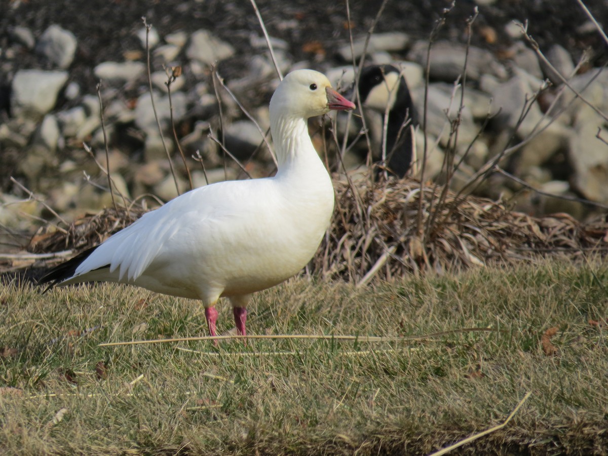 Ross's Goose - ML524366021