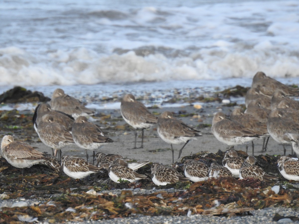 Ruddy Turnstone - ML524366361