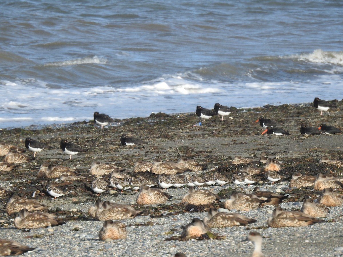 Ruddy Turnstone - ML524366531