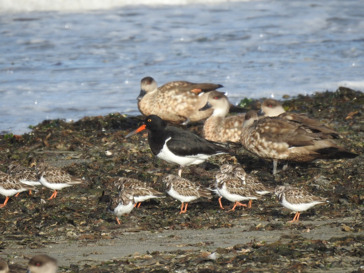 Ruddy Turnstone - ML524366541