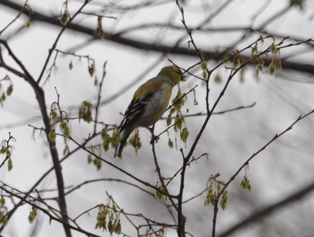 American Goldfinch - ML52436711