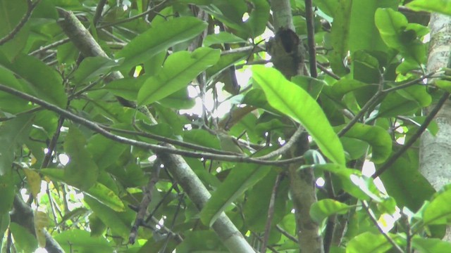 Yellow-bellied Gerygone - ML524367701