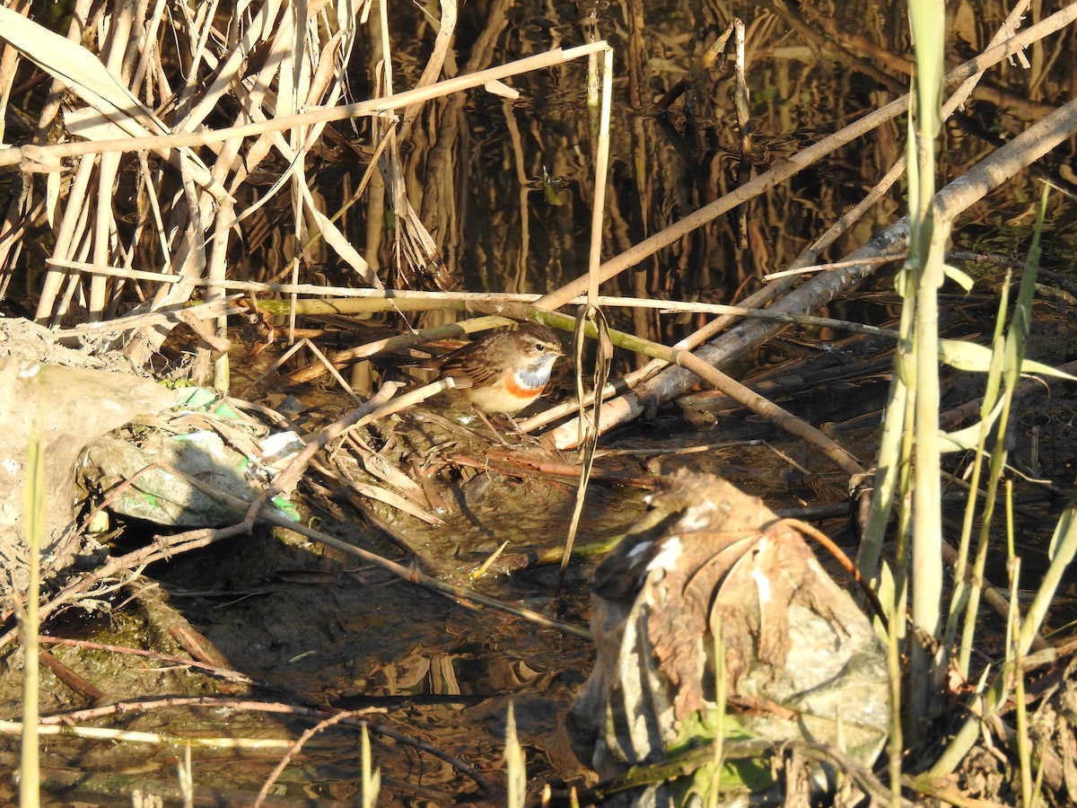 Bluethroat - ML52436831