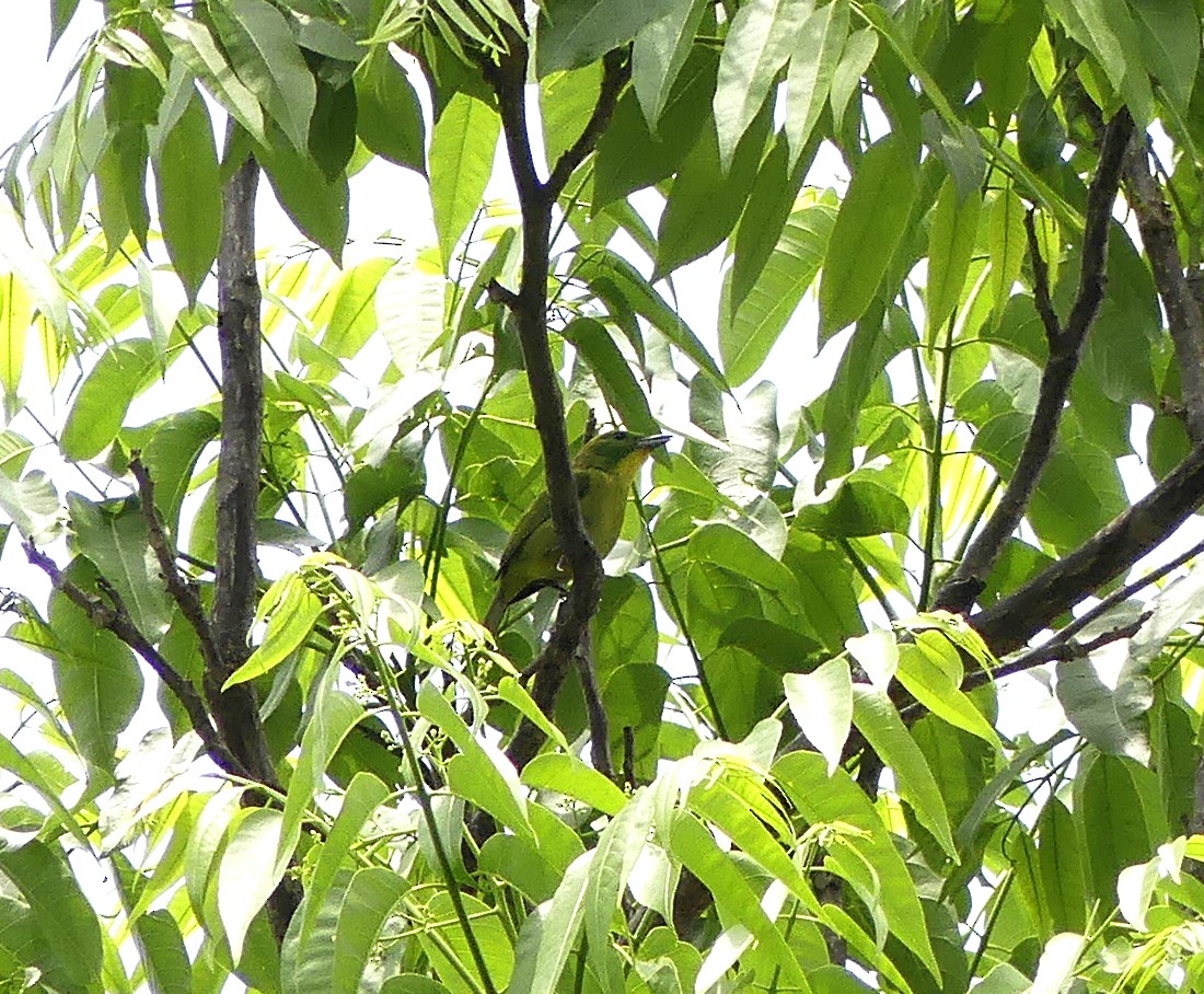 Green Shrike-Vireo - ML52436851