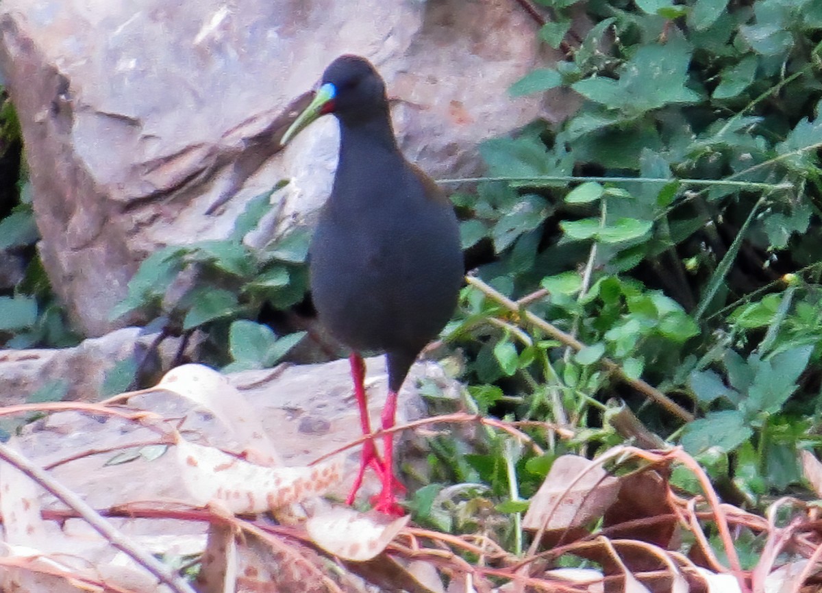 Plumbeous Rail - ML524368831