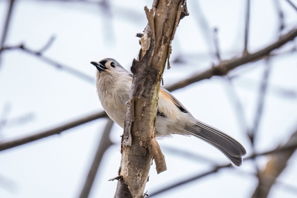 Tufted Titmouse - ML524368881