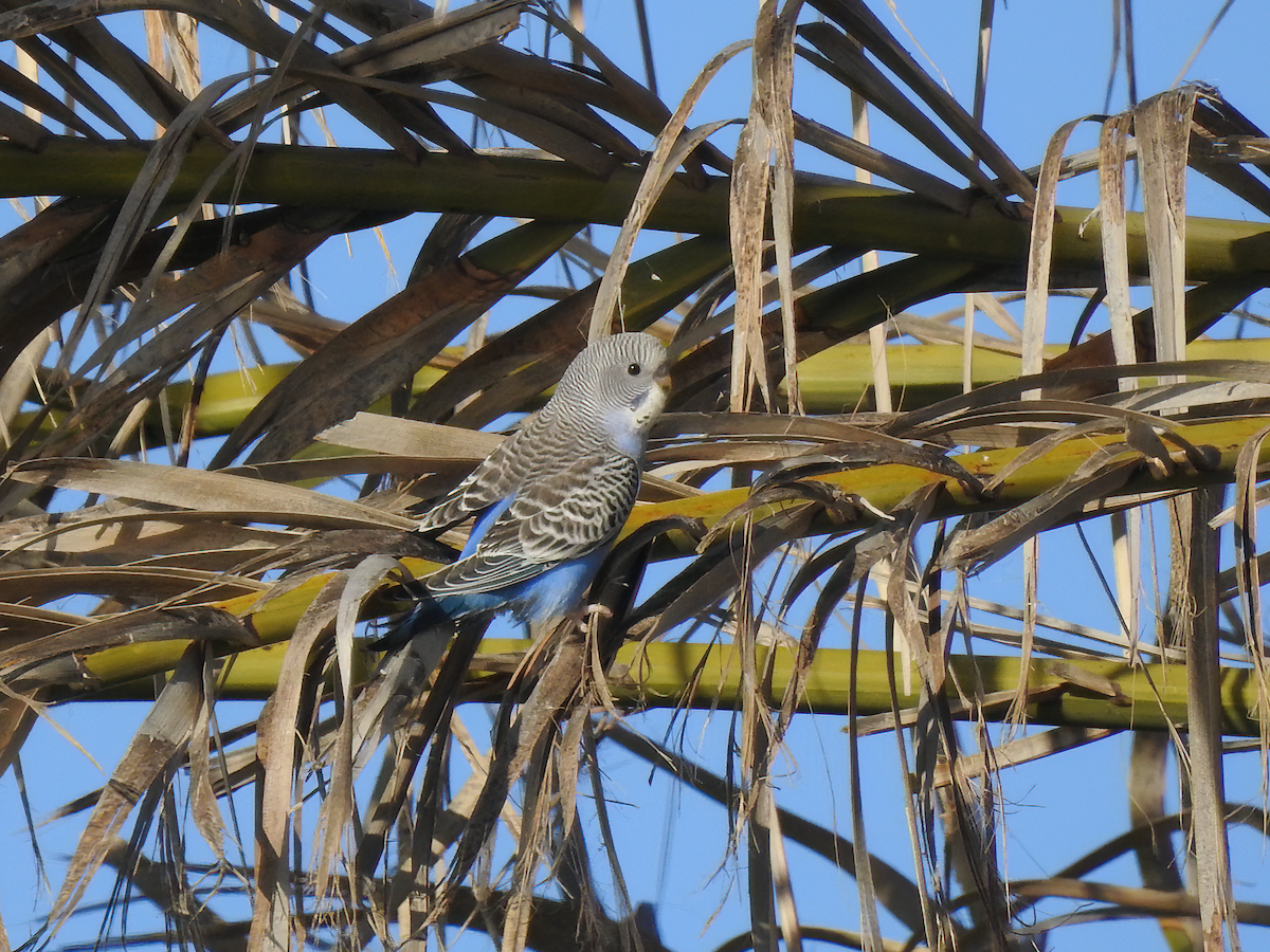 Budgerigar - ML524369211