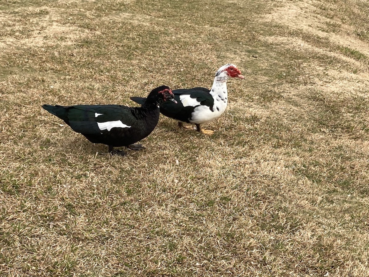 Muscovy Duck (Domestic type) - ML524369541