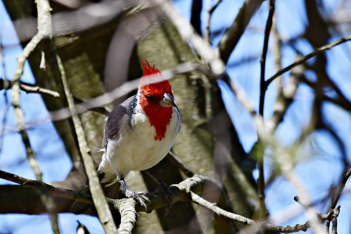 Red-crested Cardinal - ML524370701