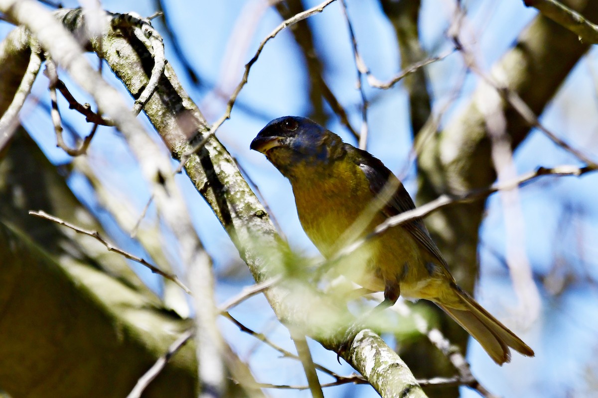 Blue-and-yellow Tanager - ML524370781