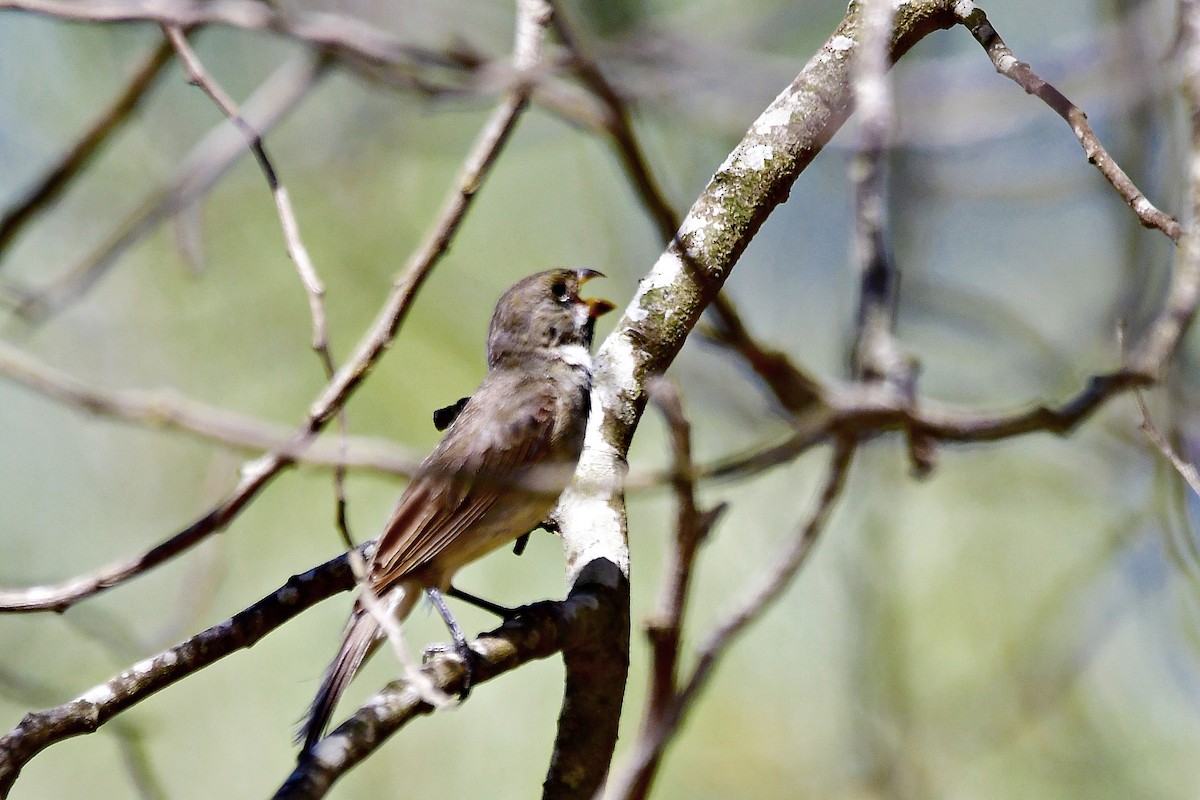 Double-collared Seedeater - ML524371001