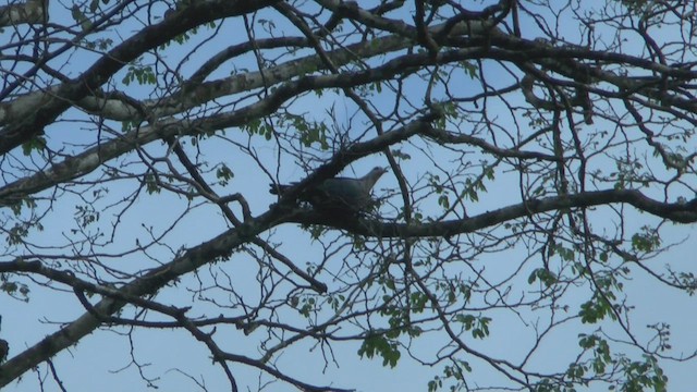 Pinon's Imperial-Pigeon - ML524371741