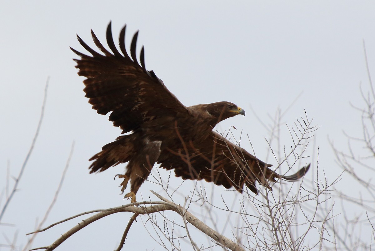 Steppe Eagle - ML524372581