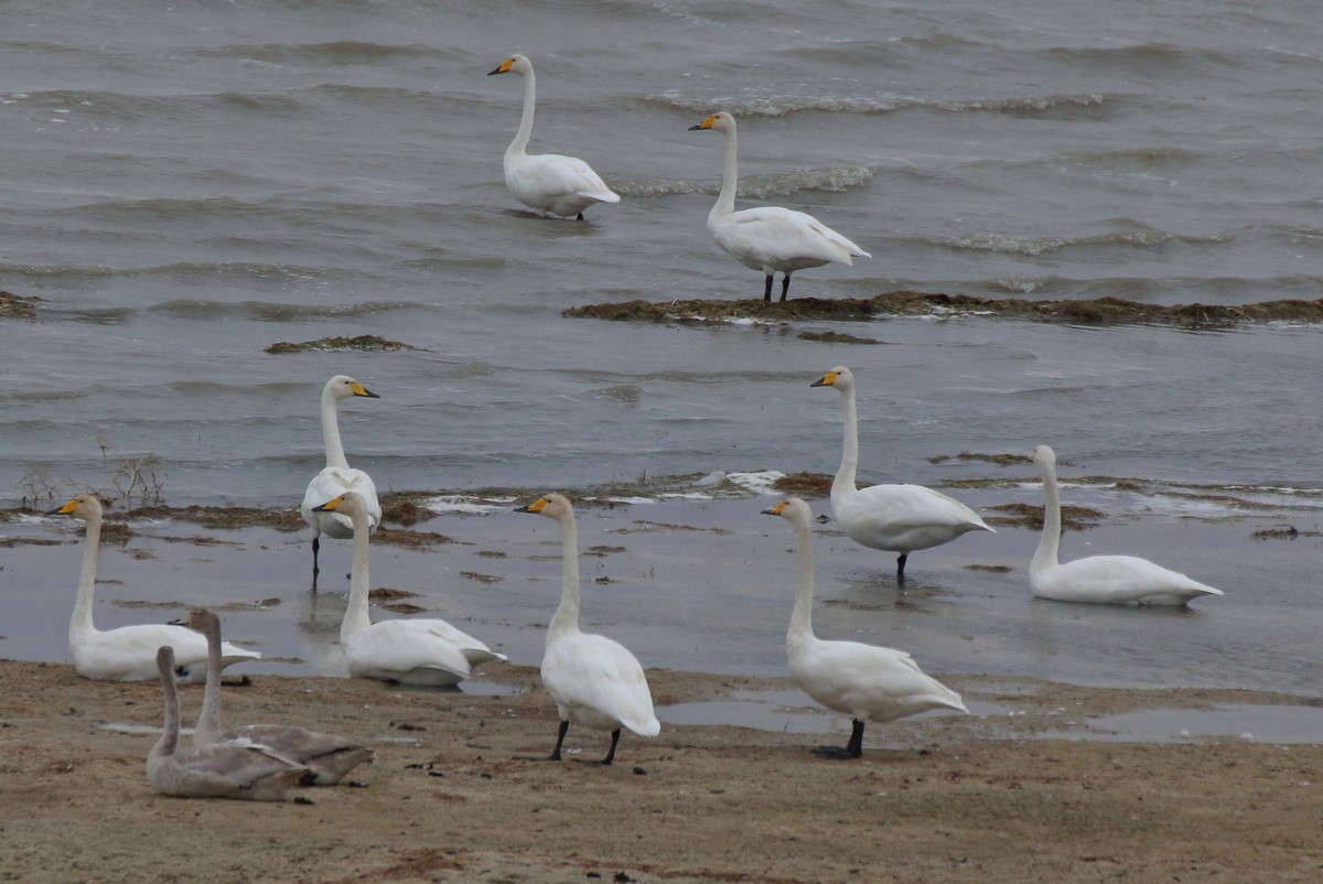 Whooper Swan - ML524373091