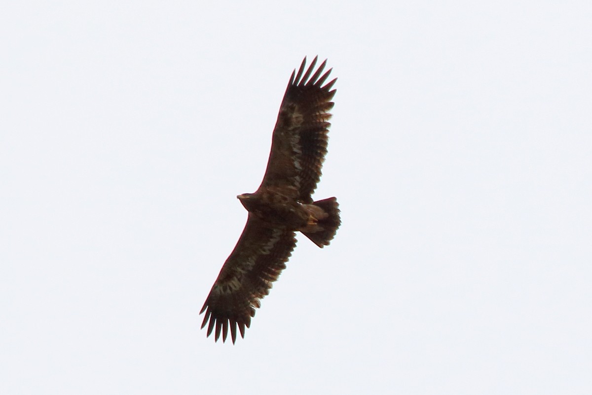 Steppe Eagle - ML524373431