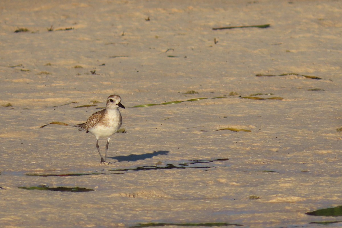 Black-bellied Plover - ML524373601