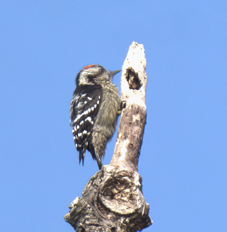 Gray-capped Pygmy Woodpecker - ML524373681