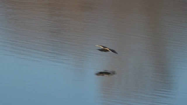 Eurasian Bittern - ML524373971