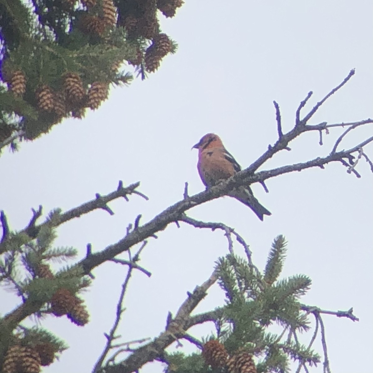 White-winged Crossbill - ML524374181