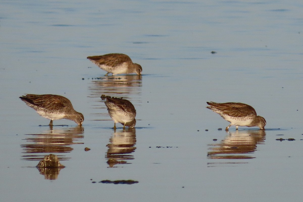 Short-billed Dowitcher - ML524374291