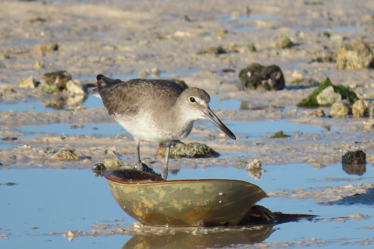 Willet - ML524374471