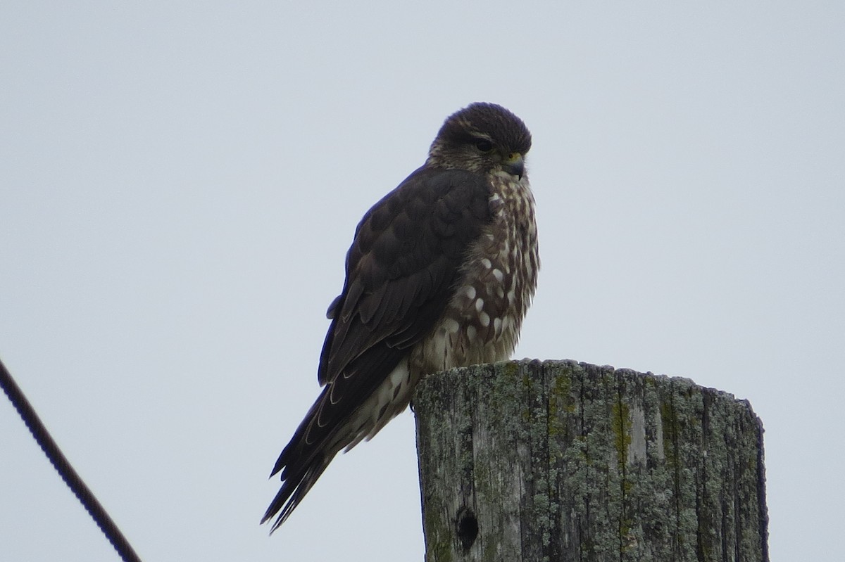 Merlin - ML524374561
