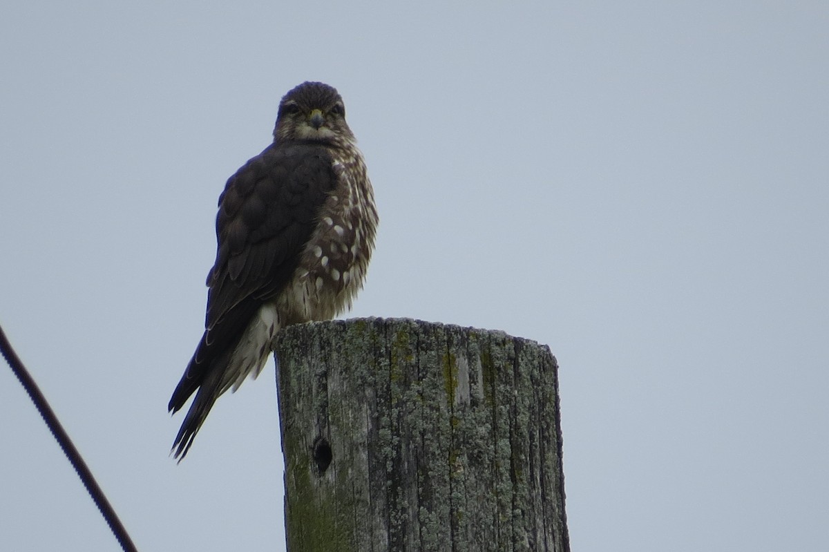 Merlin - ML524374621