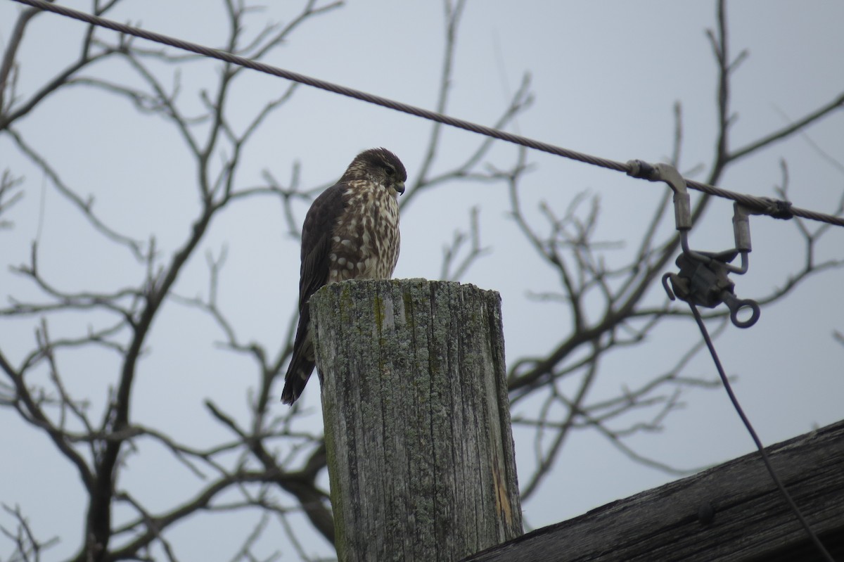 Merlin - ML524374711