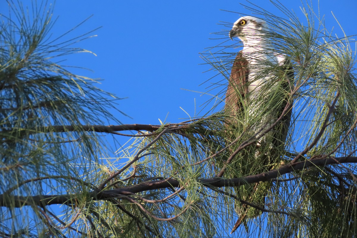 Osprey - ML524374961