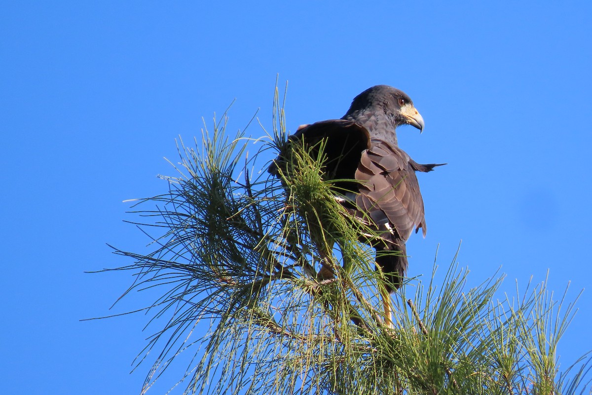 Great Black Hawk - ML524375251