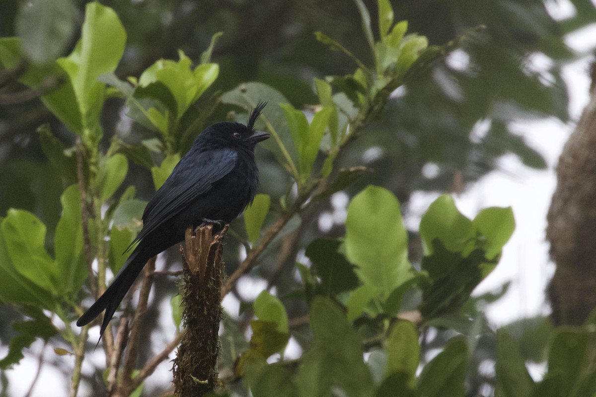 Crested Drongo - ML524375281