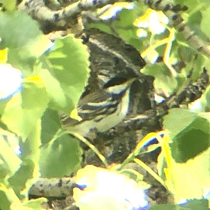 Blackpoll Warbler - ML524376531