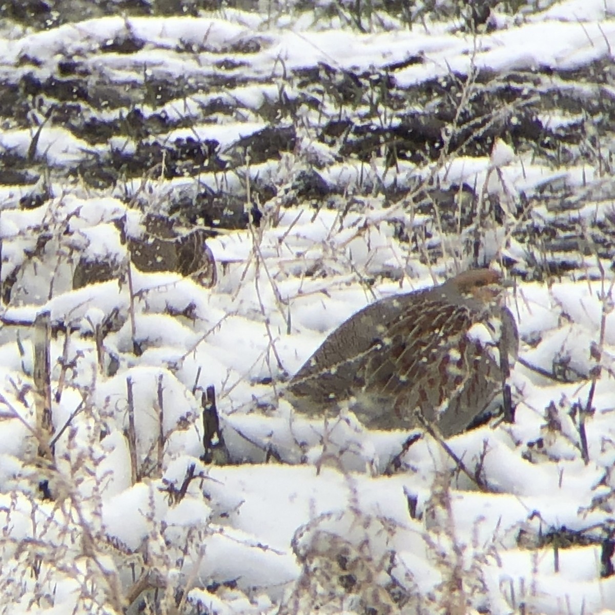 Gray Partridge - ML524377511