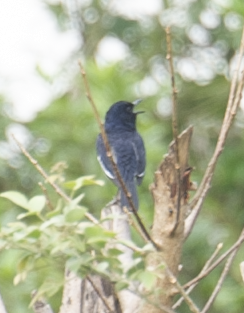 Oriental Magpie-Robin (Oriental) - ML524378341