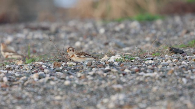 Snow Bunting - ML524379071