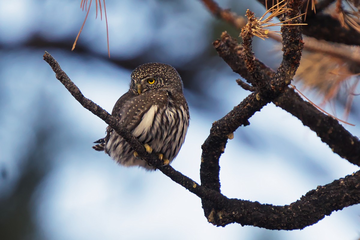 Northern Pygmy-Owl - ML524380341