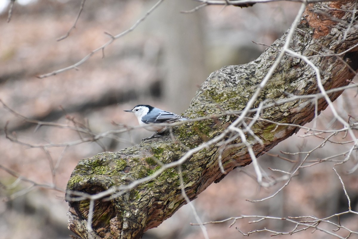 White-breasted Nuthatch - ML524380421