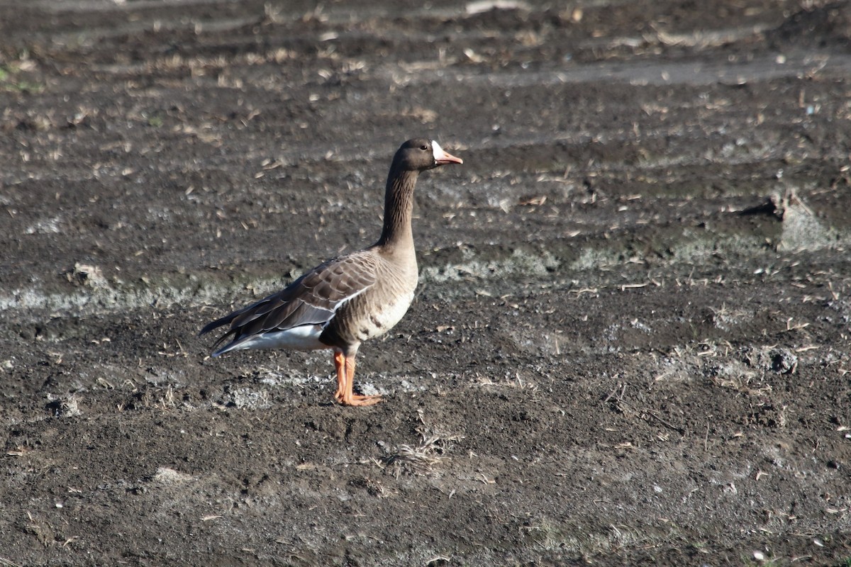 Greater White-fronted Goose - ML524381151