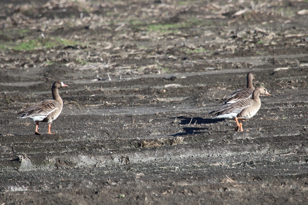 Greater White-fronted Goose - ML524381161