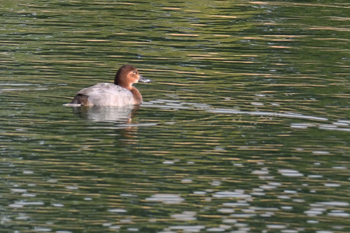 Common Pochard - ML524383211