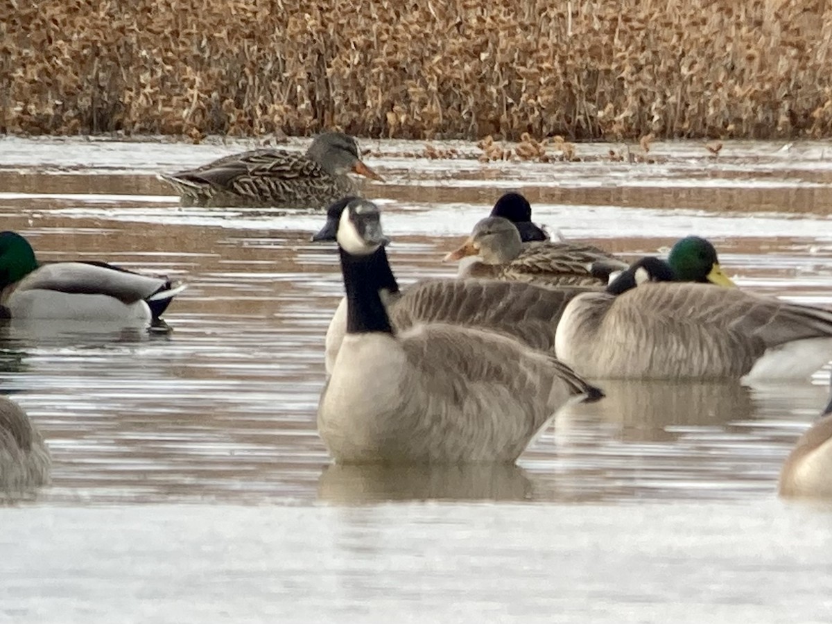 Canada Goose - ML524383261