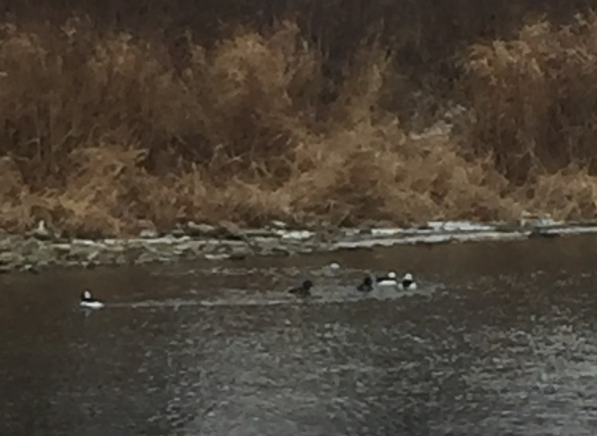 Bufflehead - ML52438341