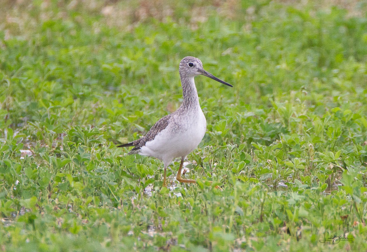 Greater Yellowlegs - ML524384121