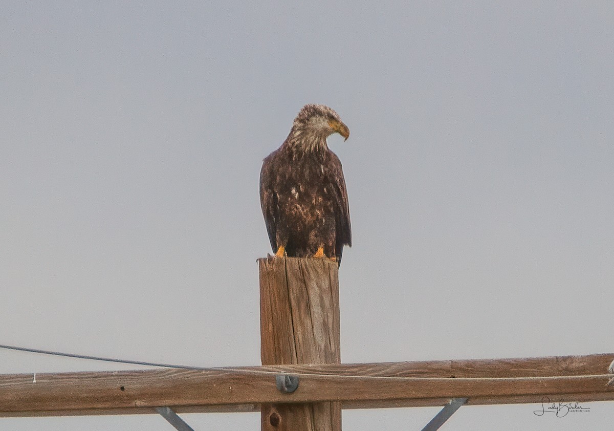 Bald Eagle - ML524384151