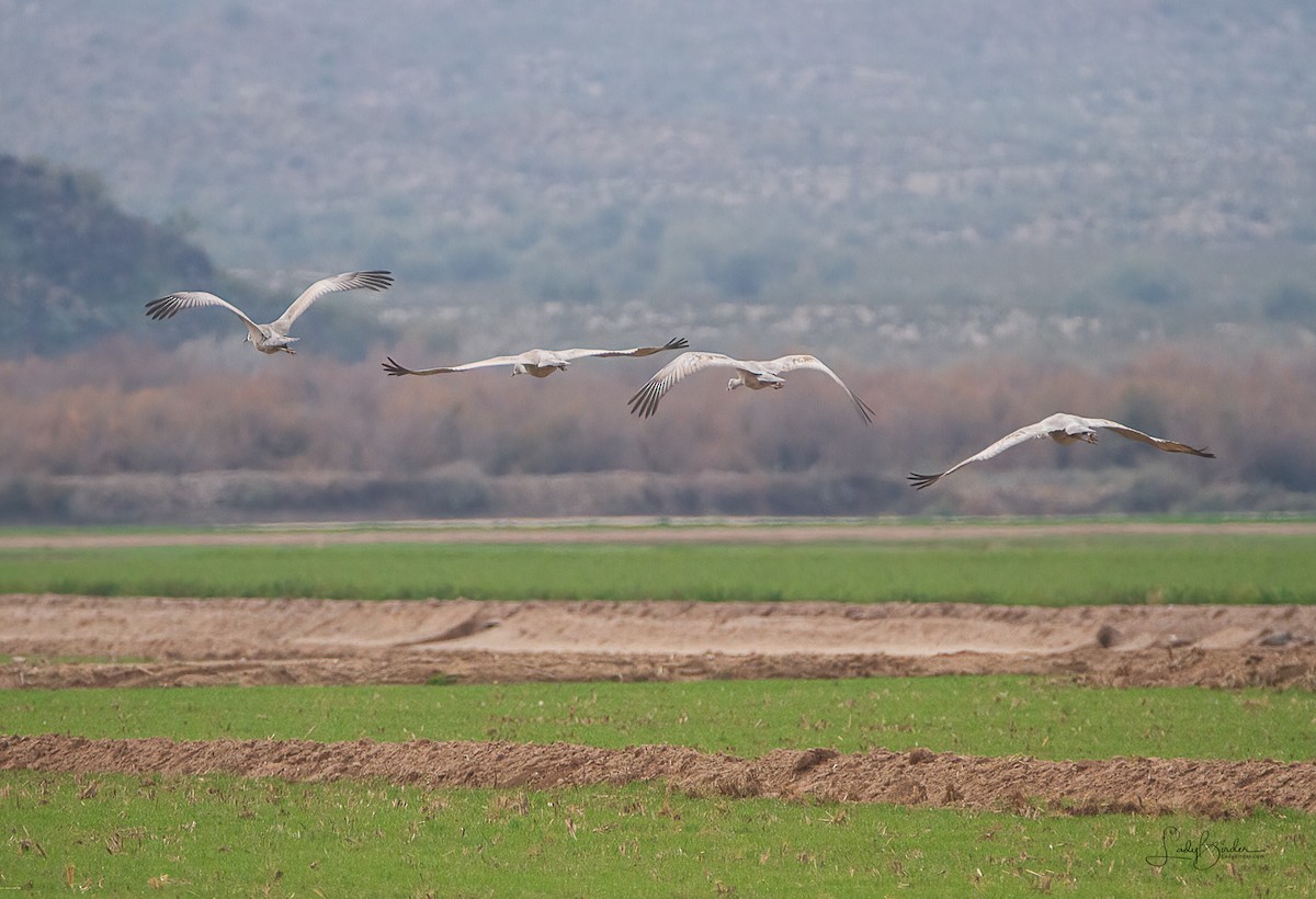 Sandhill Crane - ML524384401